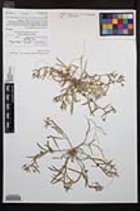 Camissoniopsis pallida subsp. pallida image
