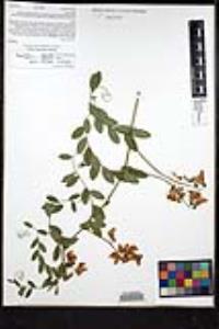 Lathyrus vestitus subsp. alefeldii image