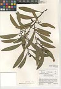 Acacia melanoxylon image