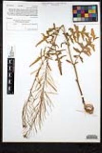 Sisymbrium irio image