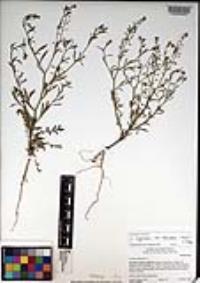 Lepidium virginicum var. robinsonii image