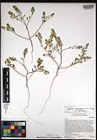 Lepidium lasiocarpum image