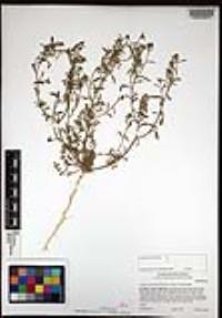 Lepidium lasiocarpum image