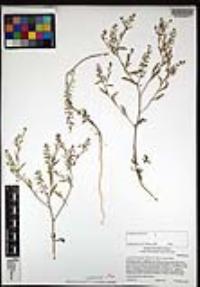 Lepidium lasiocarpum image