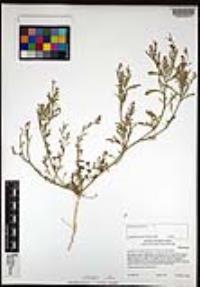 Lepidium lasiocarpum image