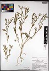 Lepidium lasiocarpum image