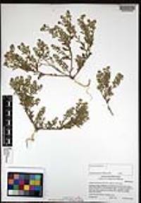 Lepidium lasiocarpum image