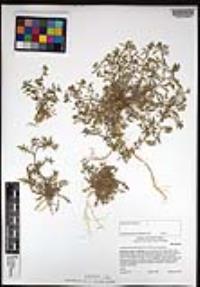 Lepidium lasiocarpum subsp. lasiocarpum image