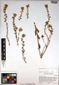 Dithyrea californica image