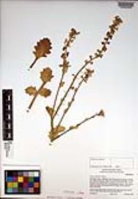 Dithyrea californica image