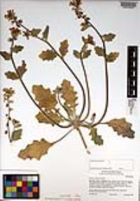 Dithyrea californica image