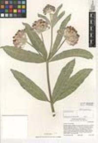 Asclepias eriocarpa image