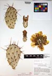 Opuntia phaeacantha image