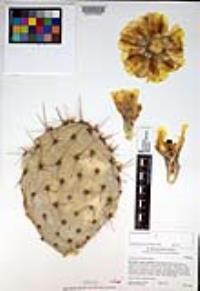 Opuntia phaeacantha image