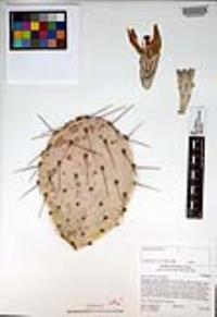 Opuntia phaeacantha image