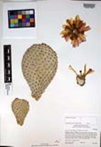 Opuntia basilaris image