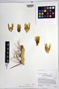 Ferocactus cylindraceus image