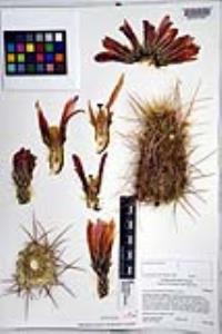 Echinocereus engelmannii image