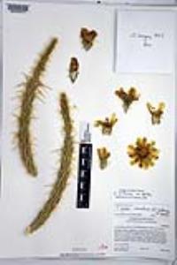 Cylindropuntia californica var. parkeri image