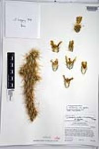Cylindropuntia californica var. parkeri image