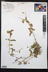 Guaiacum coulteri image