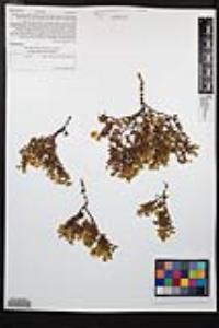 Larrea tridentata image