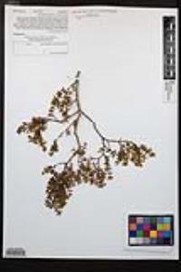 Larrea tridentata image
