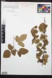 Rubus ursinus image