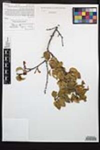Prunus ilicifolia subsp. ilicifolia image