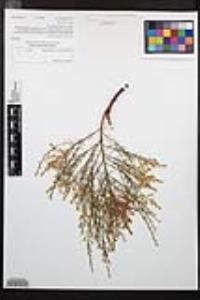 Adenostoma sparsifolium image