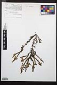 Adenostoma fasciculatum image