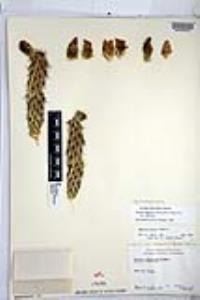 Cylindropuntia californica var. californica image