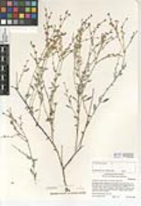 Eriogonum wrightii var. nodosum image