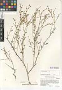 Eriogonum wrightii image