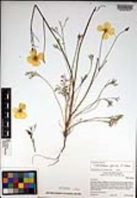 Eschscholzia parishii image