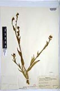Amsinckia intermedia image