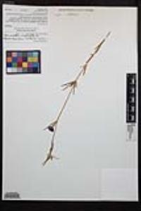 Clarkia purpurea image