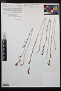 Clarkia purpurea image