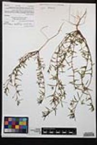 Camissonia strigulosa image