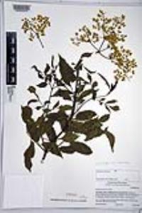 Sambucus cerulea image