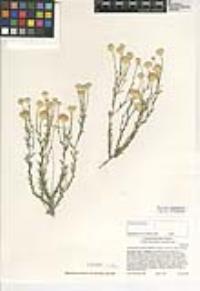 Acamptopappus sphaerocephalus var. sphaerocephalus image