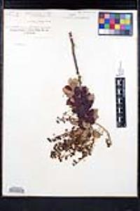 Ceanothus leucodermis image