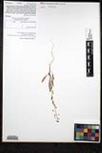 Thysanocarpus curvipes subsp. eradiatus image