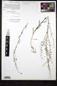 Thysanocarpus curvipes image