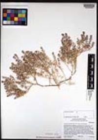 Lepidium lasiocarpum image