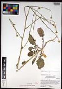 Hirschfeldia incana image