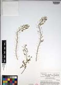 Descurainia pinnata subsp. glabra image