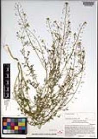 Descurainia pinnata subsp. halictorum image