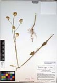 Brassica nigra image