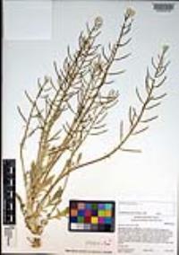 Barbarea orthoceras image